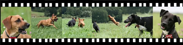 Visão Cênica Cão Cachorrinho Bonito — Fotografia de Stock