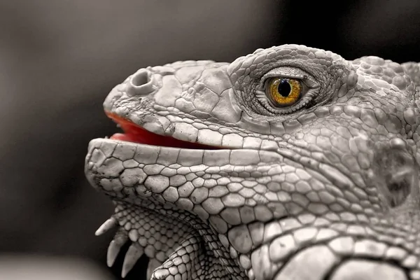 Șopârlă Iguana Animal Pradă — Fotografie, imagine de stoc