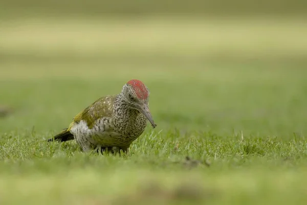 Harkály Madár Természetben Fauna — Stock Fotó