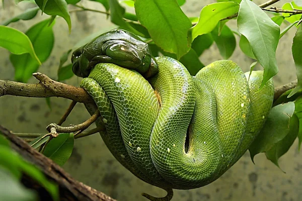 Ett Jämlikt Och Samtidigt Ojämlikt Par Giftgroda Och Ormgift — Stockfoto