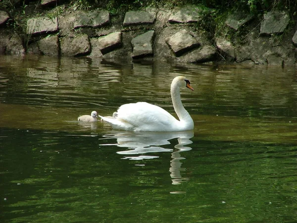 Oiseau Cygne Faune Animale — Photo