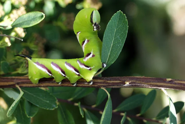 Gusano Oruga Insecto Naturaleza — Foto de Stock