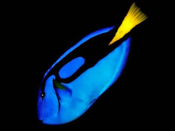 Hepatus Fish Only Really Known Duch Animated Film — Stok Foto