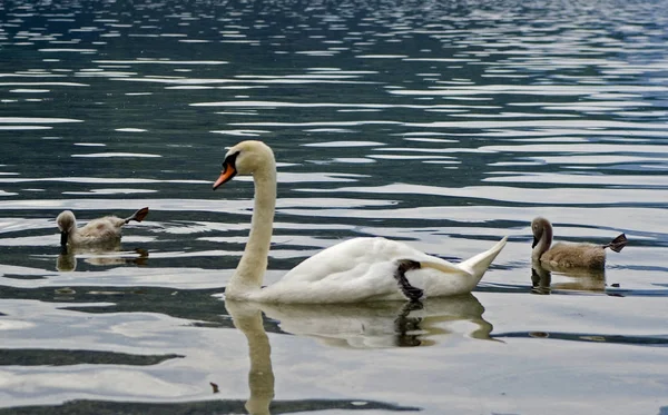 Vista Cênica Cisnes Majestosos Natureza — Fotografia de Stock