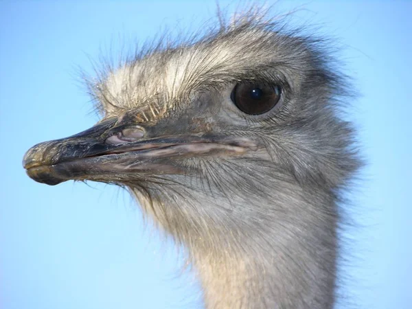 Der Strauß Ist Das Einzige Geschöpf Auf Der Erde Dessen — Stockfoto