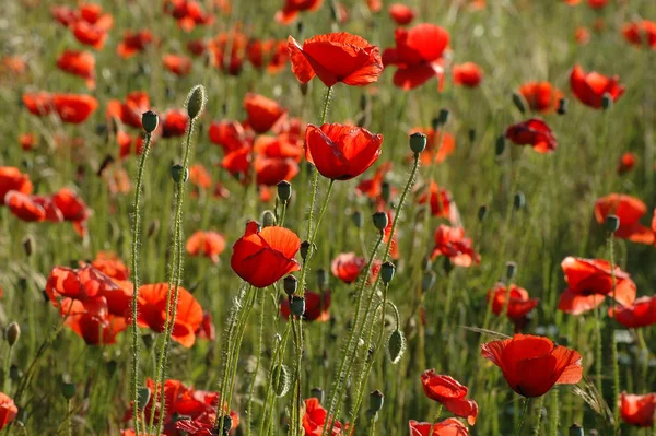 Vista Vicino Bellissimi Fiori Papavero Selvatico — Foto Stock