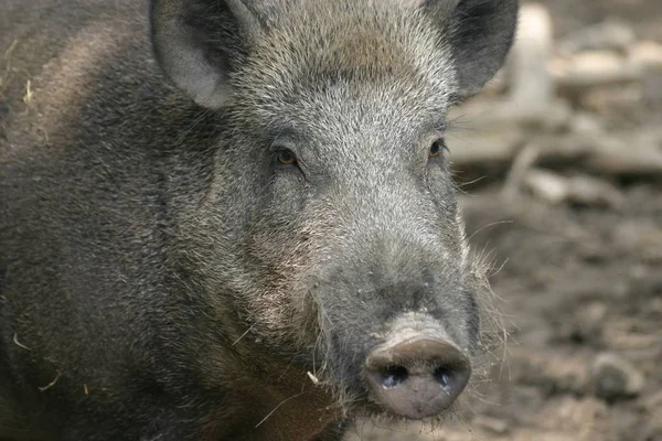 Animali Diversi Attenzione Selettiva — Foto Stock