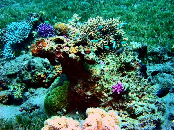Undervattensfotografi Karibiska Havet — Stockfoto