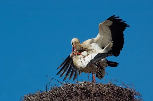 Ich Denke Gibt Mehr Wörter Die Überflüssig Sind — Stockfoto