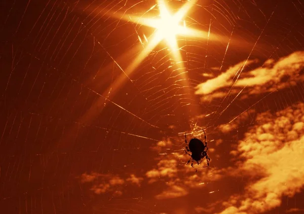 Spinnen Brauchen Manchmal Eine Schöne Sonne — Stockfoto