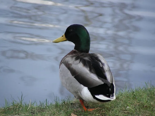 Vogelbeobachtung Enten Wilder Natur — Stockfoto