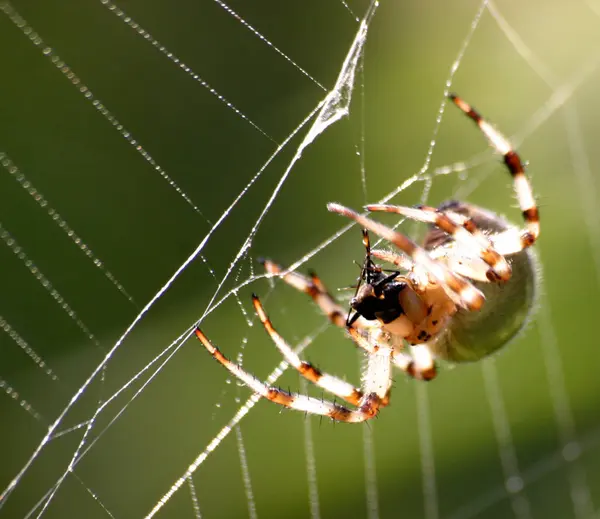 可怕的蜘蛛动物捕食者 — 图库照片