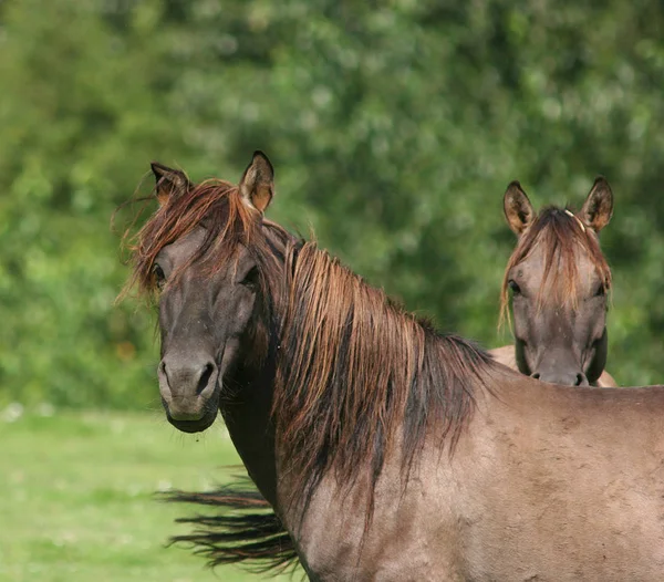 Forgatás Egy Szabadon Élő Konikherde More Koniks Alatt Www Tierfotos — Stock Fotó