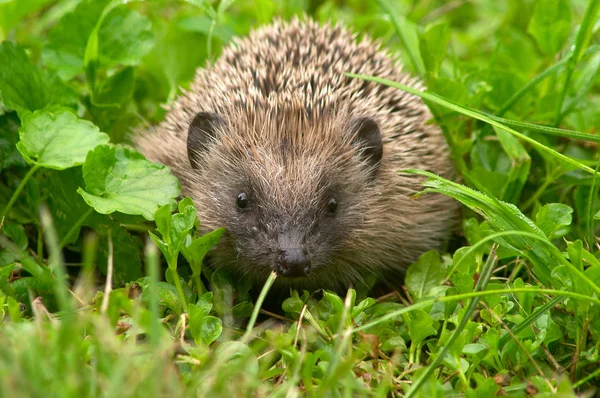 Agulhas Hedgehog Animal Spiky — Fotografia de Stock