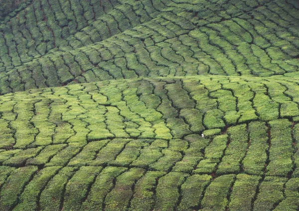 Tea Plantations Malaysia Mountainous Area Cameron Highlands All Impression Corresponded — Stockfoto