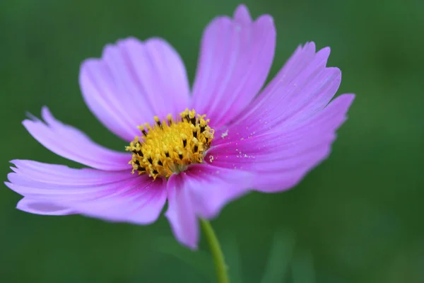 Flora Vară Conceptul Floare Botanică — Fotografie, imagine de stoc
