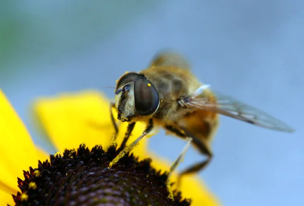 Närbild Insekter Vild Natur — Stockfoto