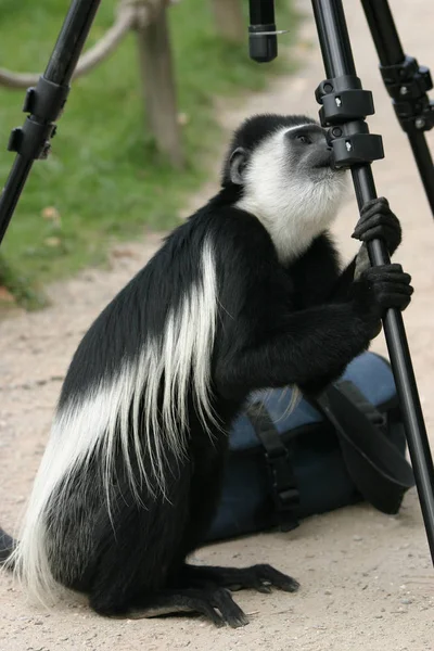 Encerramento Animais Jardim Zoológico — Fotografia de Stock