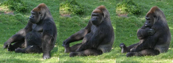 Primat Gorilla Affe Affe — Stockfoto