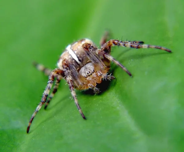 Closeup Του Bug Στην Άγρια Φύση — Φωτογραφία Αρχείου