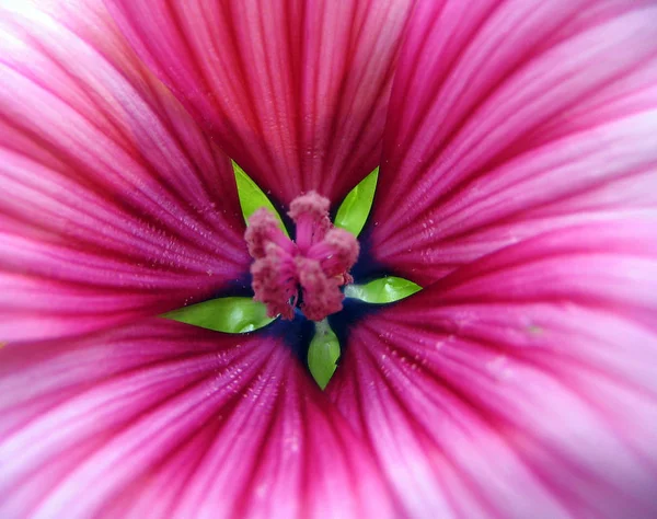 Myslím Byl Hollyhock — Stock fotografie