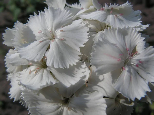 Piękne Botaniczne Ujęcie Naturalna Tapeta — Zdjęcie stockowe