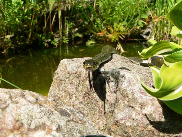 Vida Selvagem Lagarto Animal Réptil — Fotografia de Stock