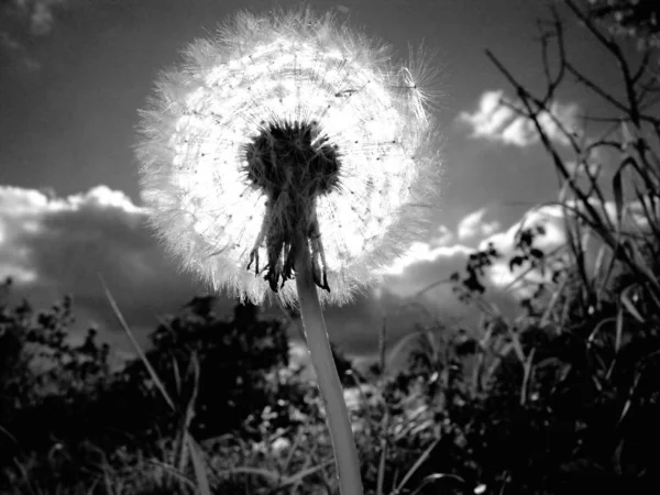 畑のタンポポは — ストック写真