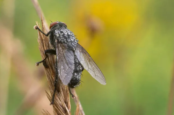 Vista Cerca Los Insectos Naturaleza —  Fotos de Stock