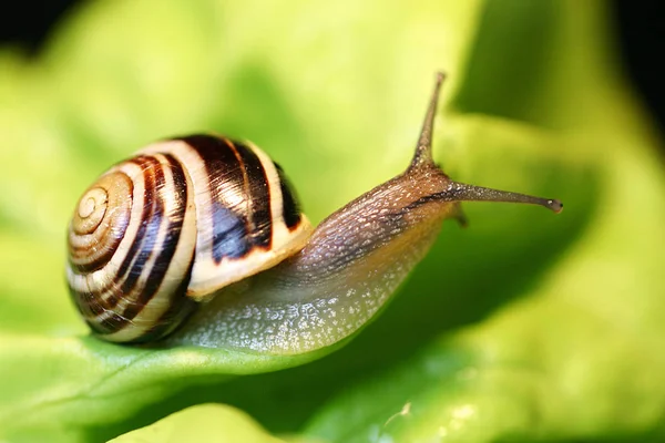 Lumaca Viscida Lumaca Crawler — Foto Stock