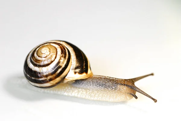 Limace Visqueuse Rampe Escargot — Photo