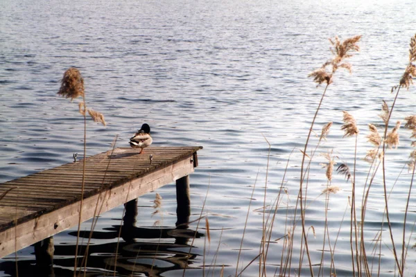 Aussichtsreiche Aussicht Auf Schöne Vögel Der Natur — Stockfoto