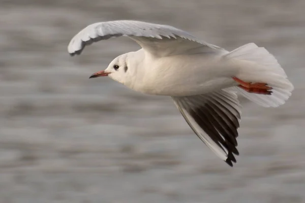 Black Headed Gull Early Evening Light Nshe Does Carry Her — Stock Photo, Image