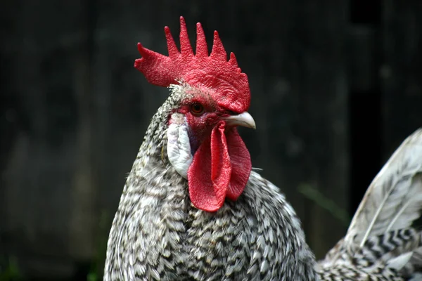 Aves Domésticas Granja — Foto de Stock