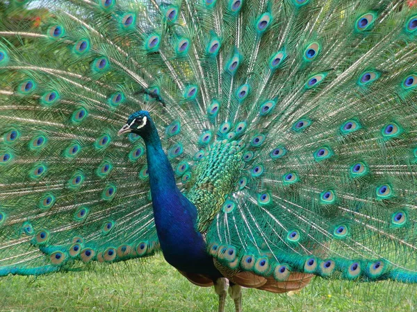 Tavus Kuşu Vahşi Yaşamdaki Manzarası — Stok fotoğraf