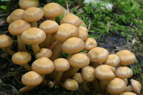 Culture Champignons Dans Forêt Fond Nature — Photo