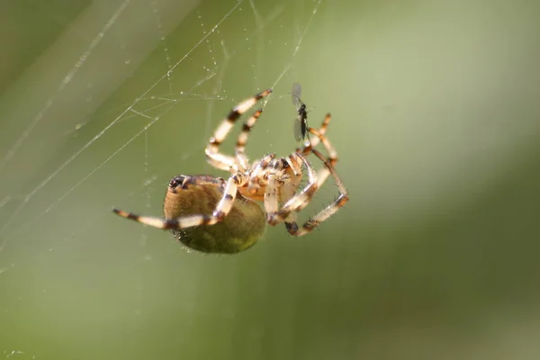 Örümcek Örümcek Ağı Tuzak Böceği — Stok fotoğraf