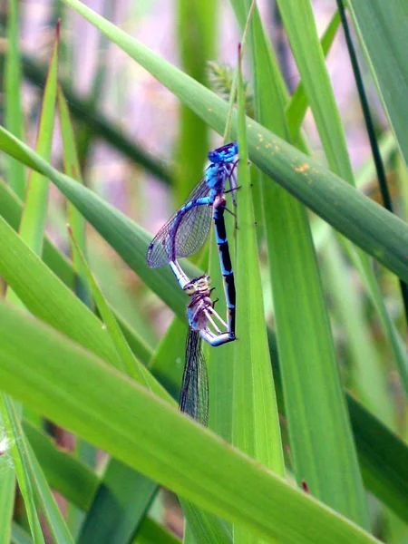 Yusufçuk Böceği Flora Fauna — Stok fotoğraf