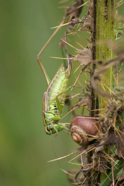 Obturador Sube Camino Hacia Abajo Por Una Caracol — Foto de Stock