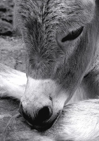 Animais Jovens Foco Seletivo — Fotografia de Stock