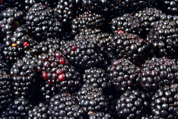 Tasty Blackberries Garden Indeed Recognized Quickly What — Stock Fotó