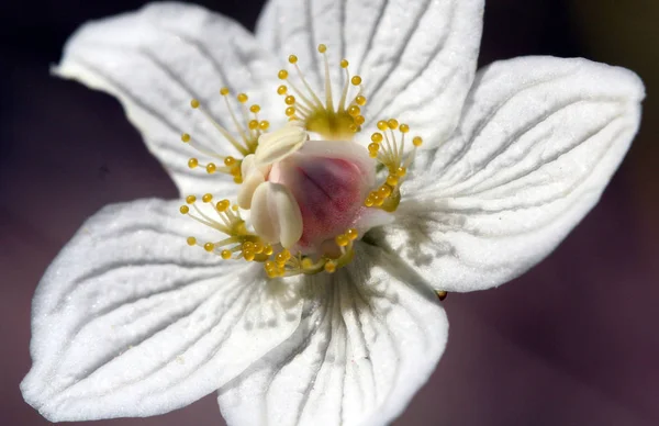 美丽的花朵 花卉概念背景 — 图库照片