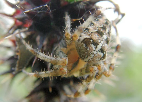 Страшна Моторошна Комаха Павук — стокове фото