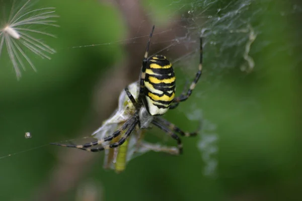 獲物を持つワスプスパイダー — ストック写真