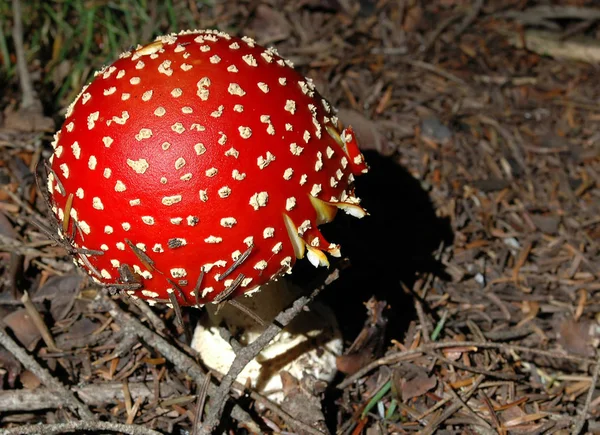 Coltivazione Funghi Nella Foresta Sfondo Naturale — Foto Stock