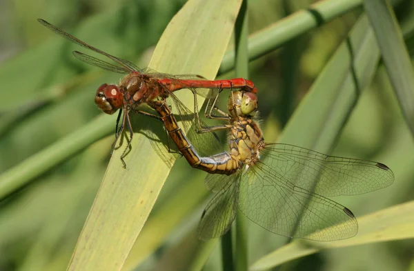 Closeup Macro View Dragonfly Insect — Stock Photo, Image