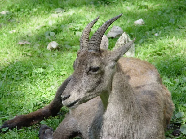野生动物摩羯座 有角的山羊 — 图库照片
