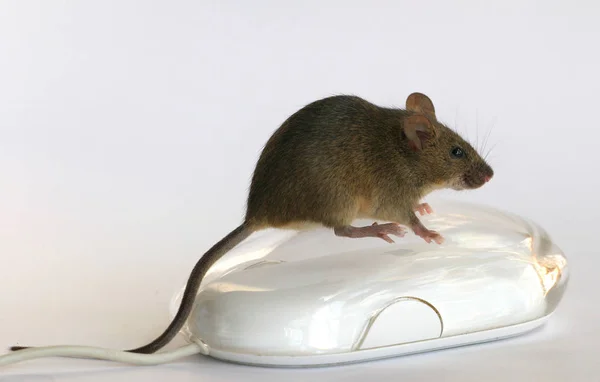 Rat White Background — Stock Photo, Image