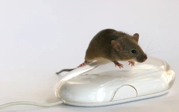 rat on the white background