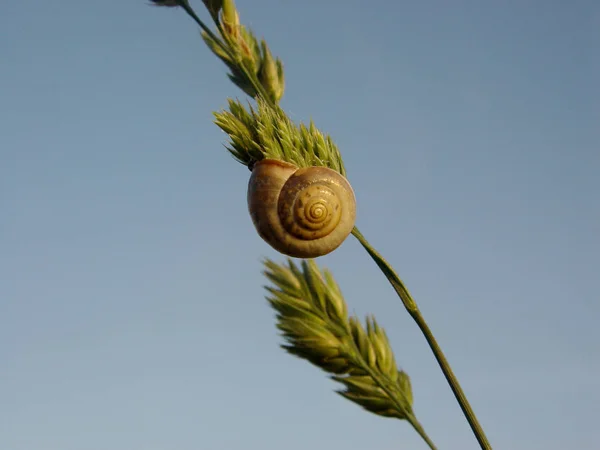 Perra Resbaladiza Rastrero Caracol — Foto de Stock